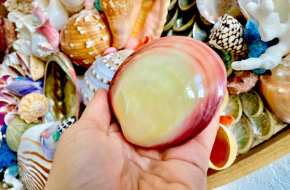 Polished Yellow Pink Clam Shells, 3-3.5", You choose Quantity, Paired Shells Craft Seashells