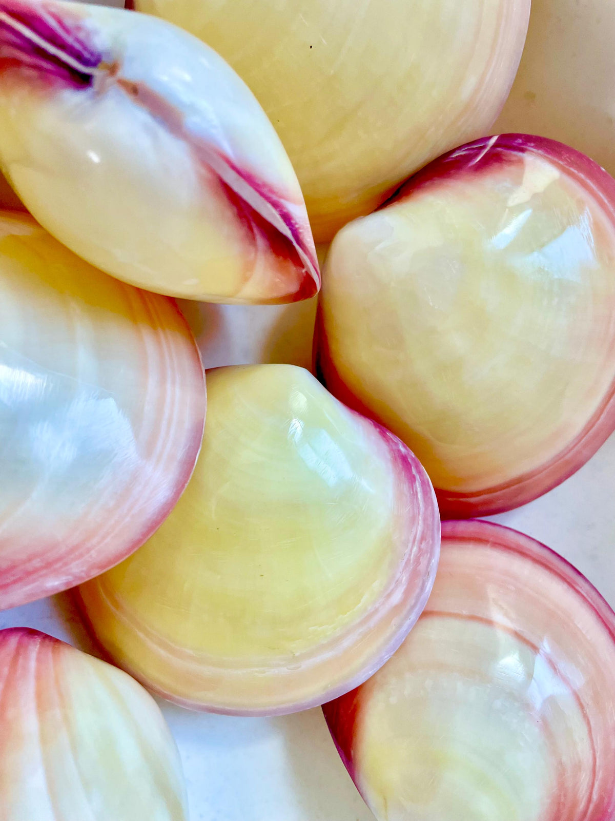 Polished Yellow Pink Clam Shells, 3-3.5", You choose Quantity, Paired Shells Craft Seashells