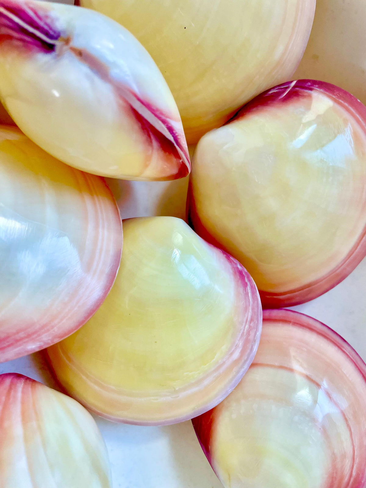 Polished Yellow Pink Clam Shells, 3-3.5", You choose Quantity, Paired Shells Craft Seashells