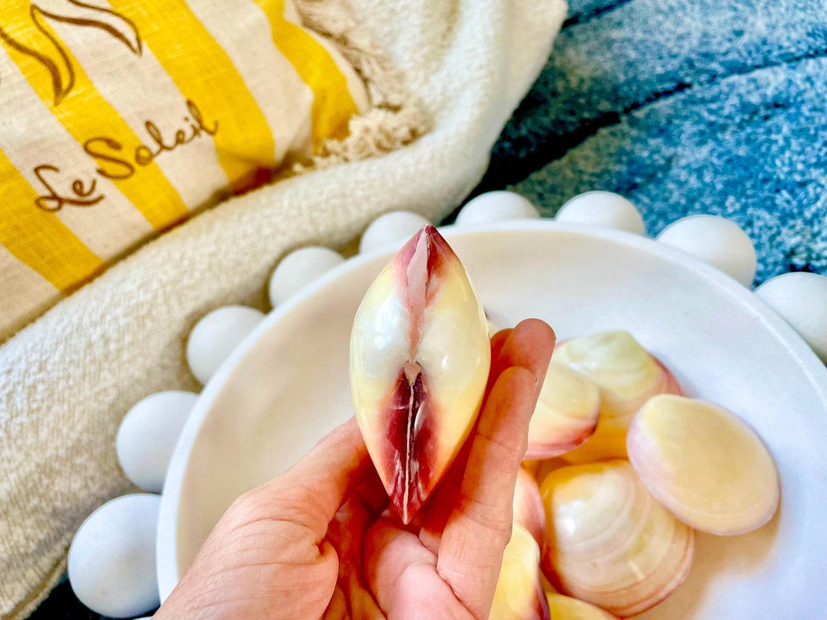 Polished Yellow Pink Clam Shells, 3-3.5", You choose Quantity, Paired Shells Craft Seashells