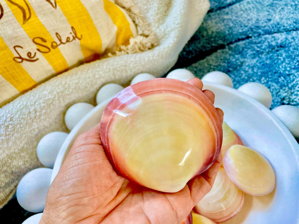 Polished Yellow Pink Clam Shells, 3-3.5", You choose Quantity, Paired Shells Craft Seashells