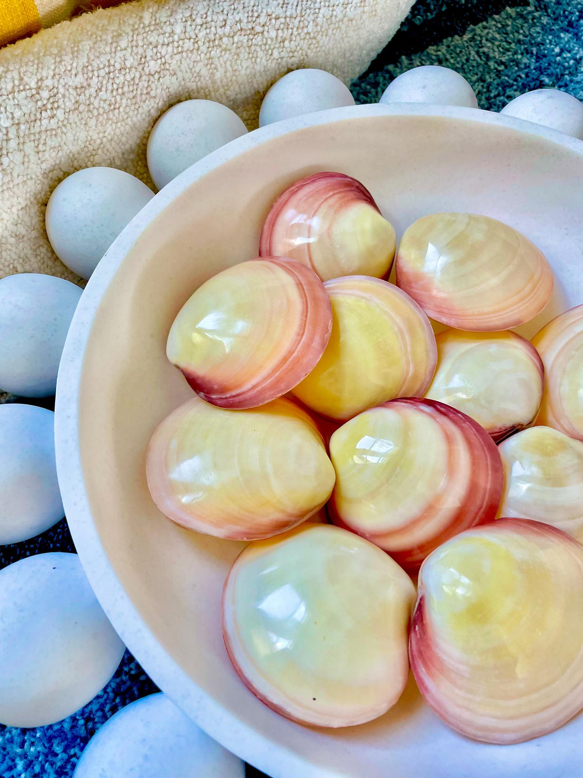 Polished Yellow Pink Clam Shells, 3-3.5", You choose Quantity, Paired Shells Craft Seashells