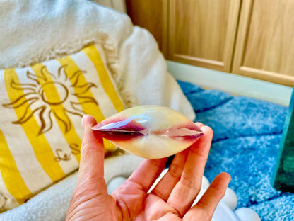Polished Yellow Pink Clam Shells, 3-3.5", You choose Quantity, Paired Shells Craft Seashells