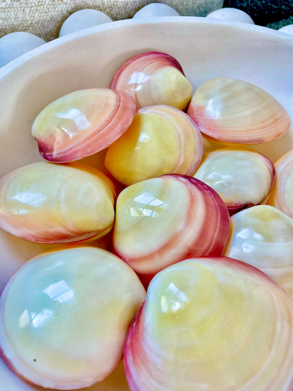 Polished Yellow Pink Clam Shells, 3-3.5", You choose Quantity, Paired Shells Craft Seashells