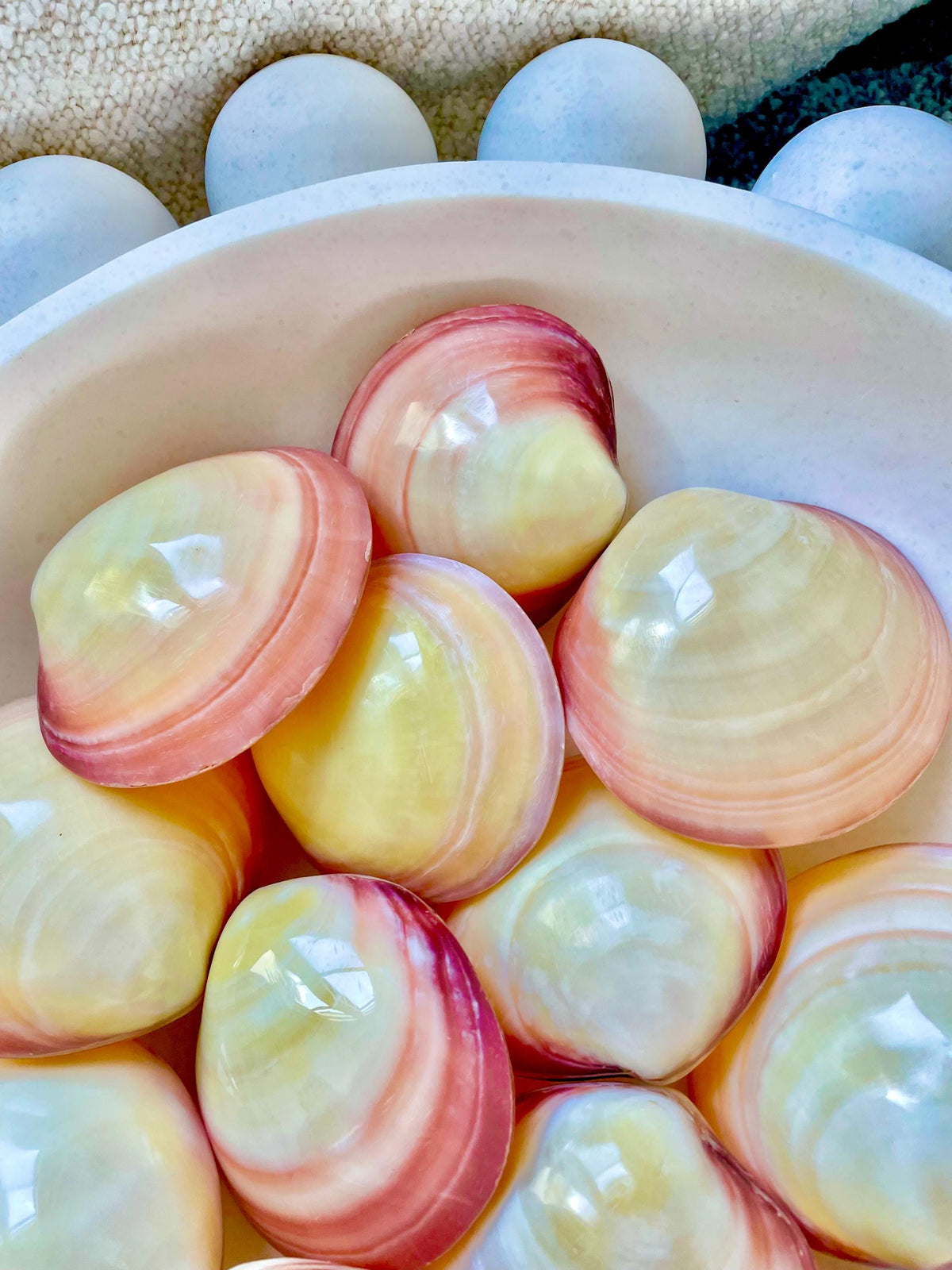 Polished Yellow Pink Clam Shells, 3-3.5", You choose Quantity, Paired Shells Craft Seashells