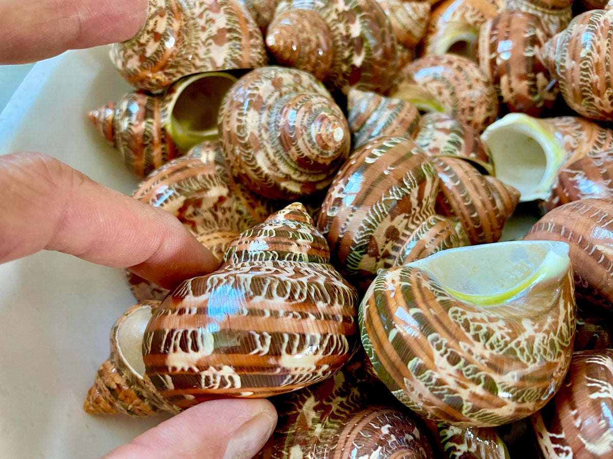 SOLID TAPESTRY Turbo Shells 2-2.25" Polished Seashell Hermit Crab Pants