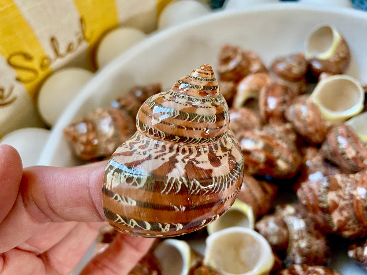 SOLID TAPESTRY Turbo Shells 2-2.25" Polished Seashell Hermit Crab Pants