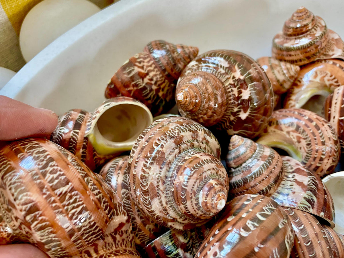 SOLID TAPESTRY Turbo Shells 2-2.25" Polished Seashell Hermit Crab Pants