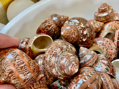 SOLID TAPESTRY Turbo Shells 2-2.25" Polished Seashell Hermit Crab Pants