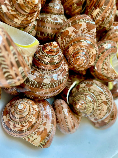 SOLID TAPESTRY Turbo Shells 2-2.25" Polished Seashell Hermit Crab Pants