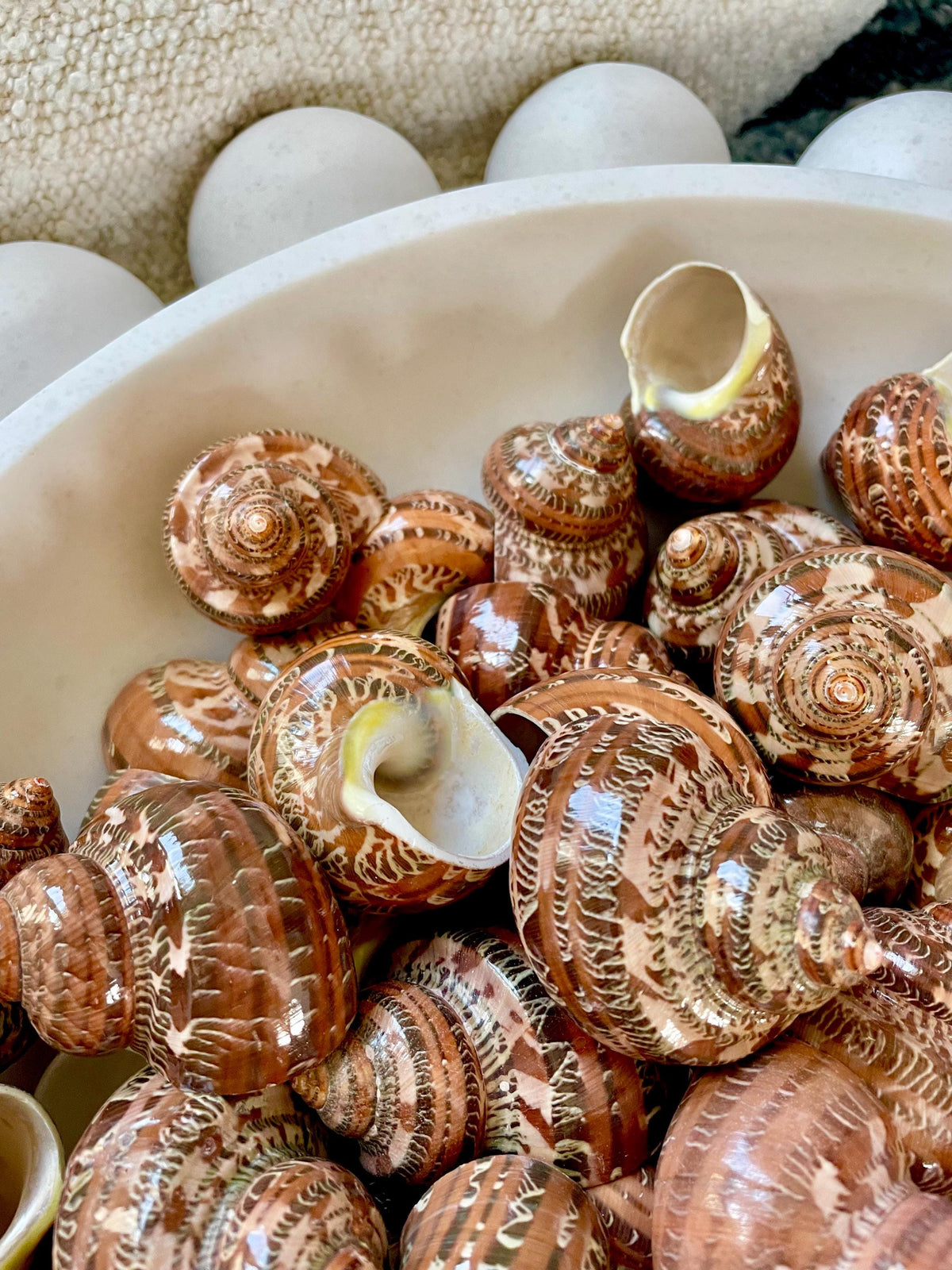 SOLID TAPESTRY Turbo Shells 2-2.25" Polished Seashell Hermit Crab Pants