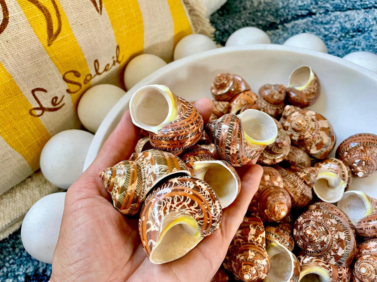 SOLID TAPESTRY Turbo Shells 2-2.25" Polished Seashell Hermit Crab Pants