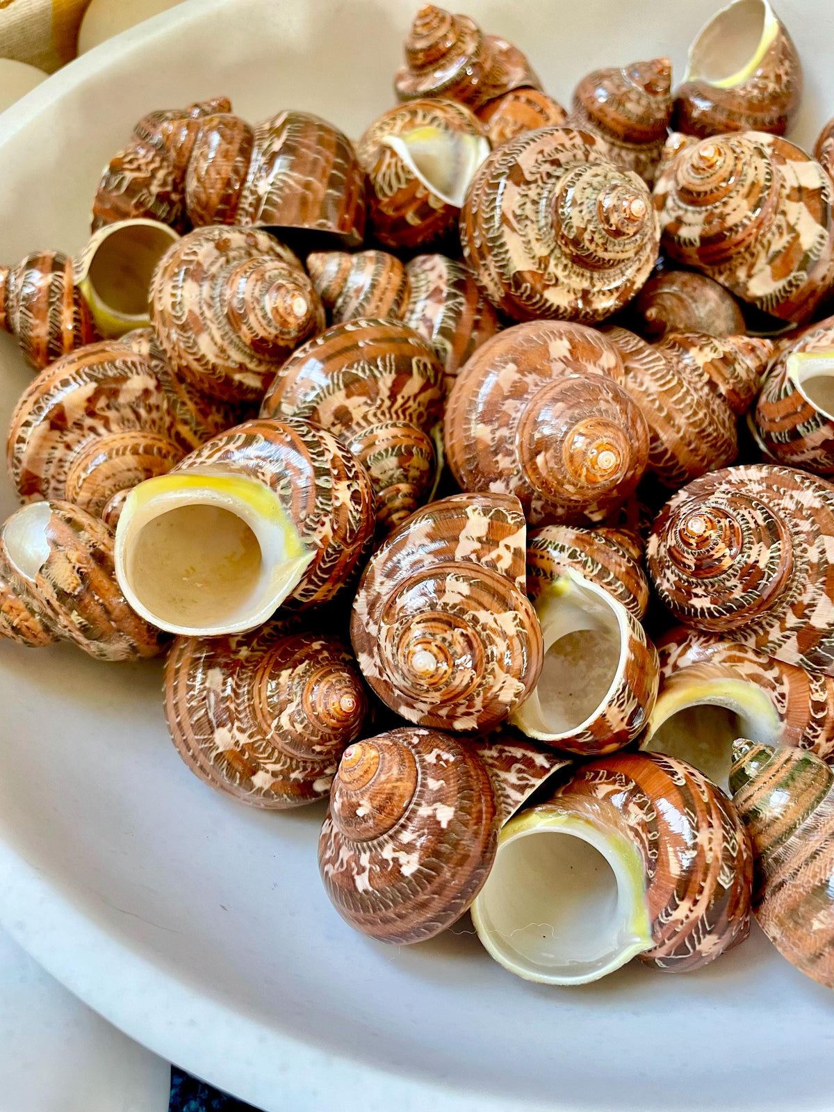 SOLID TAPESTRY Turbo Shells 2-2.25" Polished Seashell Hermit Crab Pants