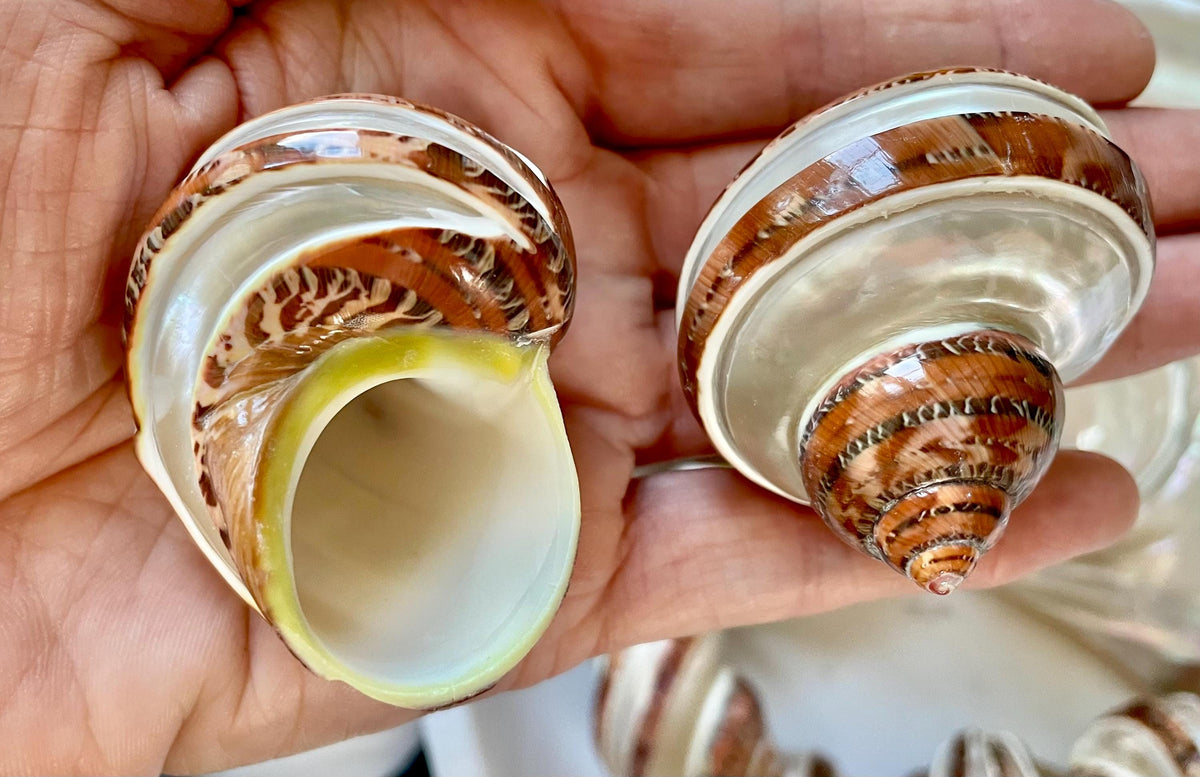 BANDED TAPESTRY Turbo Shells 2.25-2.5" Polished Seashell Hermit Crab Pants