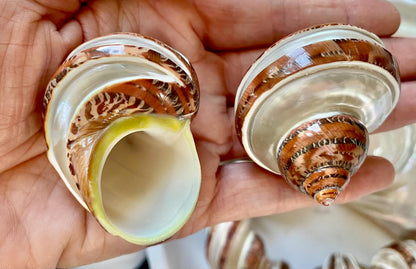 BANDED TAPESTRY Turbo Shells 2.25-2.5" Polished Seashell Hermit Crab Pants