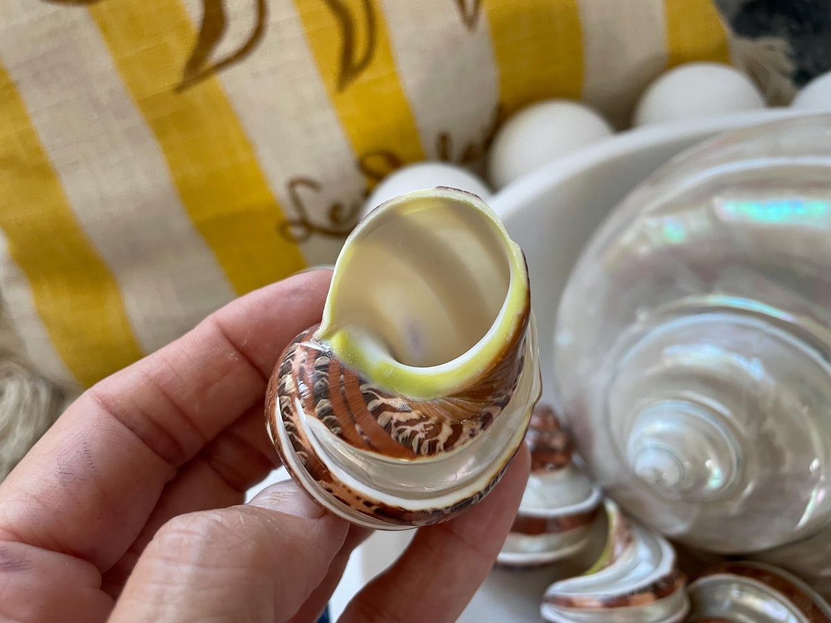 BANDED TAPESTRY Turbo Shells 2.25-2.5" Polished Seashell Hermit Crab Pants
