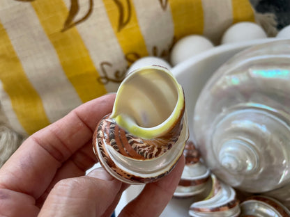 BANDED TAPESTRY Turbo Shells 2.25-2.5" Polished Seashell Hermit Crab Pants
