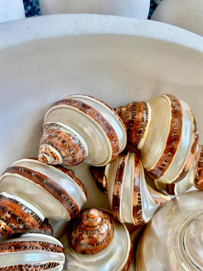 BANDED TAPESTRY Turbo Shells 2.25-2.5" Polished Seashell Hermit Crab Pants