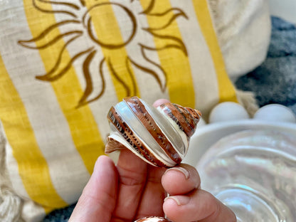 BANDED TAPESTRY Turbo Shells 2.25-2.5" Polished Seashell Hermit Crab Pants