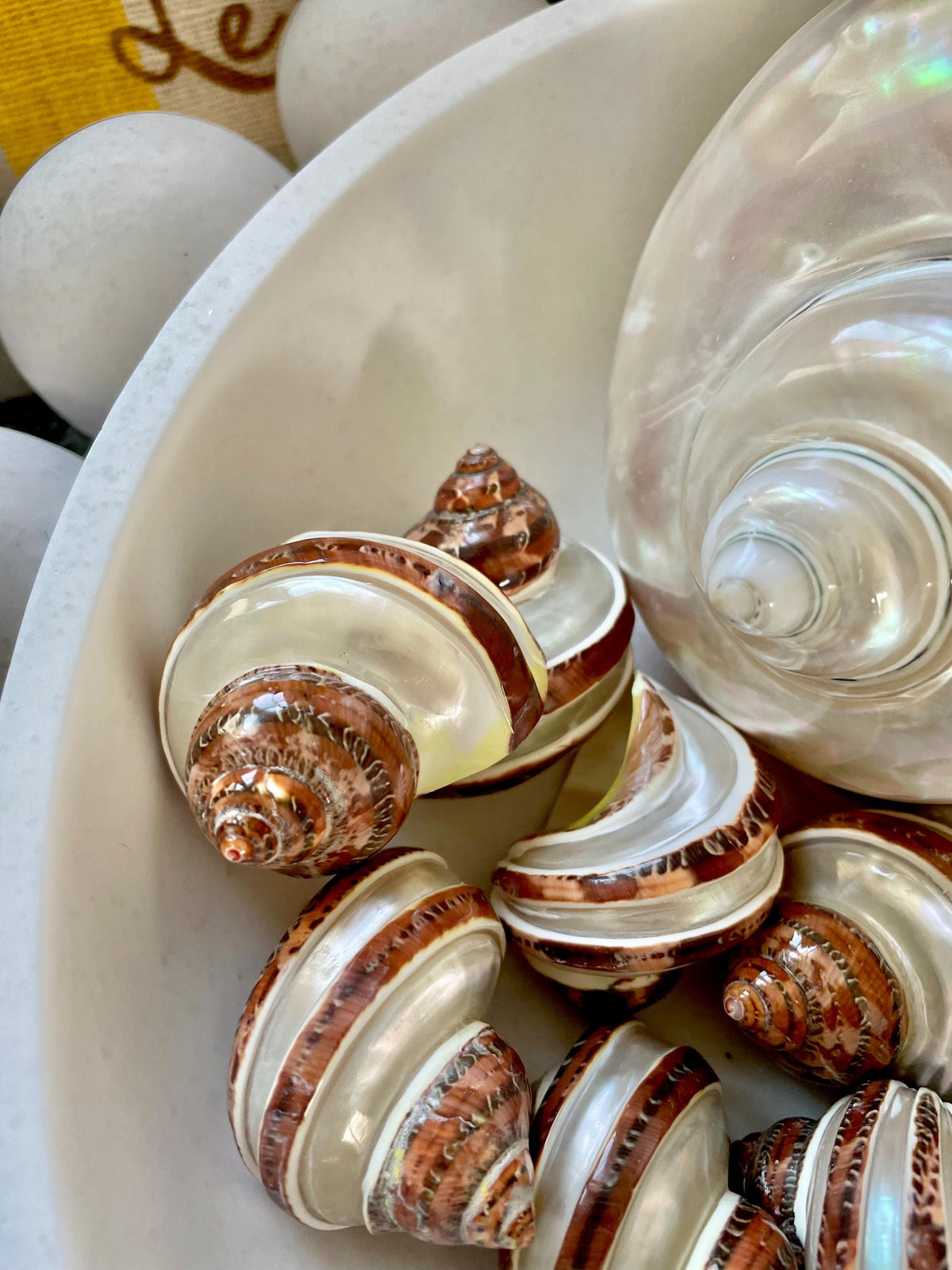 BANDED TAPESTRY Turbo Shells 2.25-2.5" Polished Seashell Hermit Crab Pants