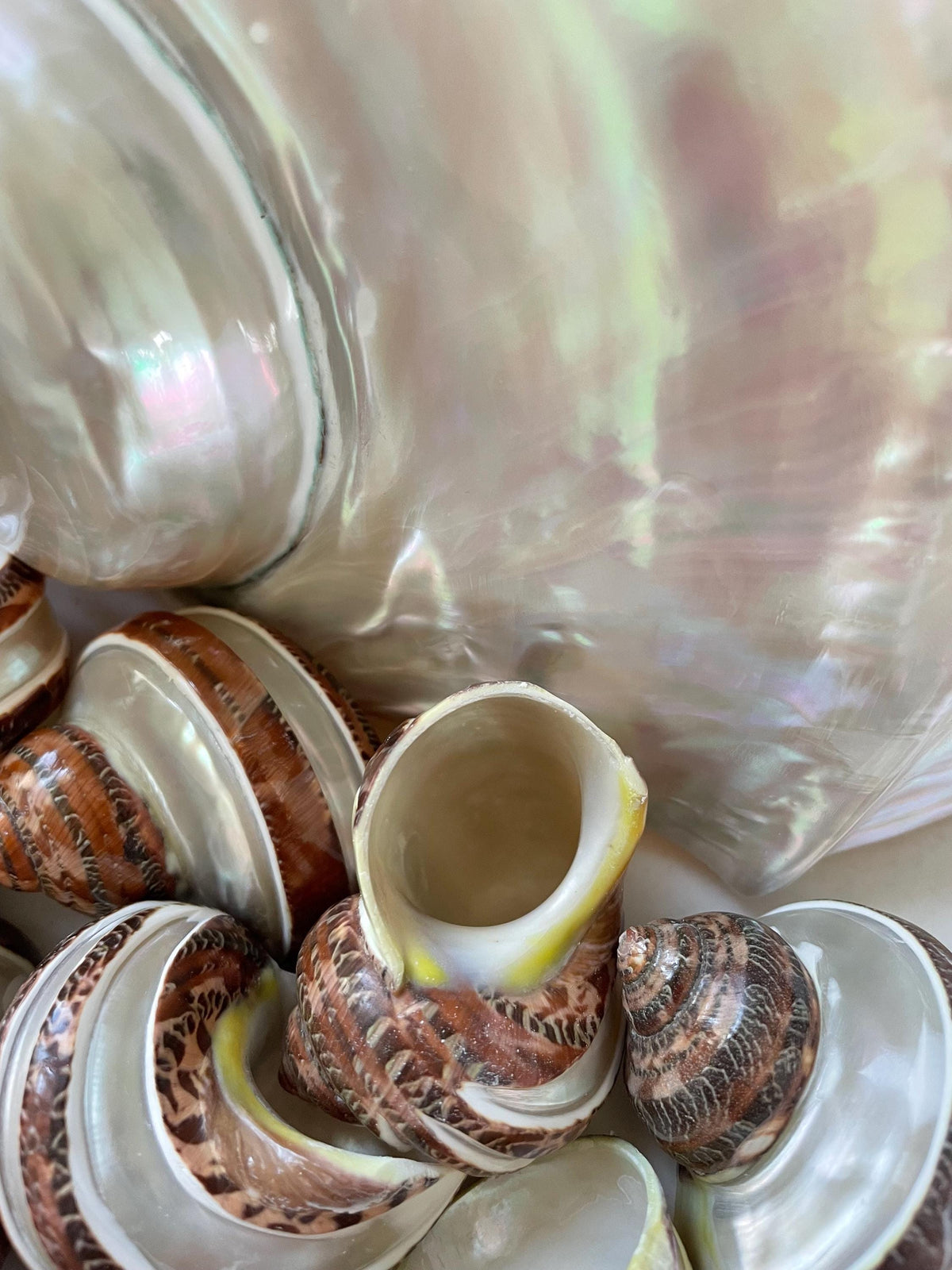 BANDED TAPESTRY Turbo Shells 2.25-2.5" Polished Seashell Hermit Crab Pants