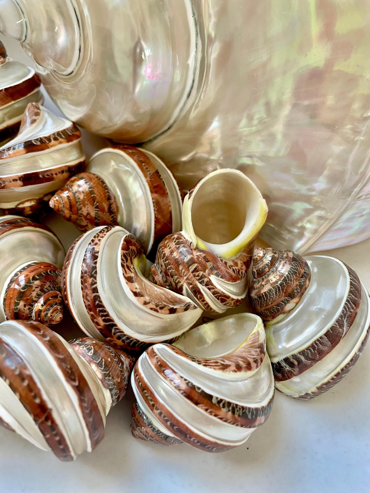 BANDED TAPESTRY Turbo Shells 2.25-2.5" Polished Seashell Hermit Crab Pants
