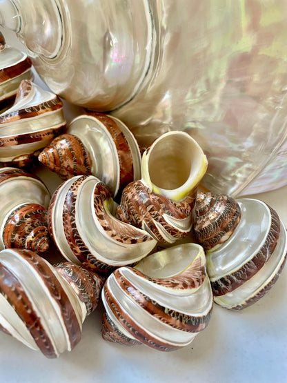 BANDED TAPESTRY Turbo Shells 2.25-2.5" Polished Seashell Hermit Crab Pants