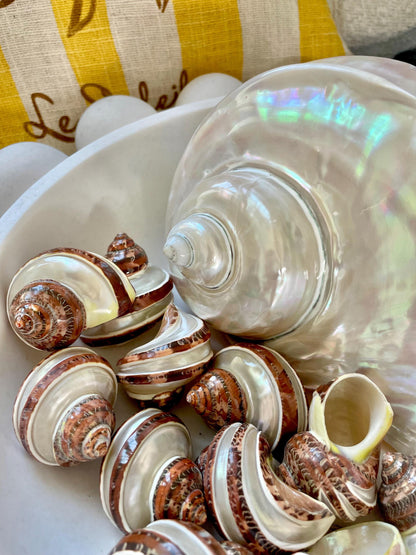 BANDED TAPESTRY Turbo Shells 2.25-2.5" Polished Seashell Hermit Crab Pants