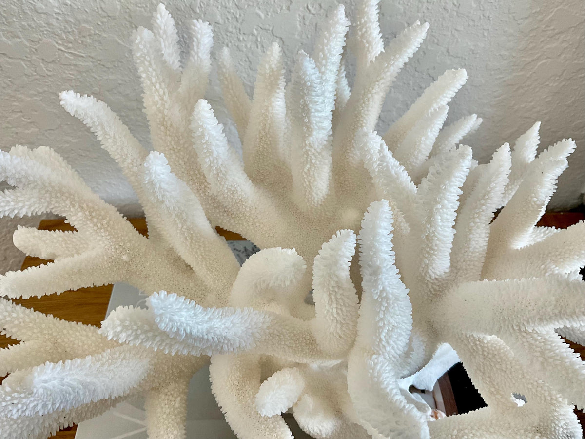 Extra LARGE 100% Natural Oversized BRANCH Coral Fossil 14" x 11" x 8" XL Specimen