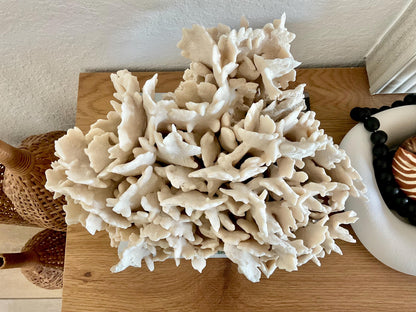 Beige Cactus Coral Fossil 16" x 12" x 9" XL Extra LARGE 100% Natural Specimen