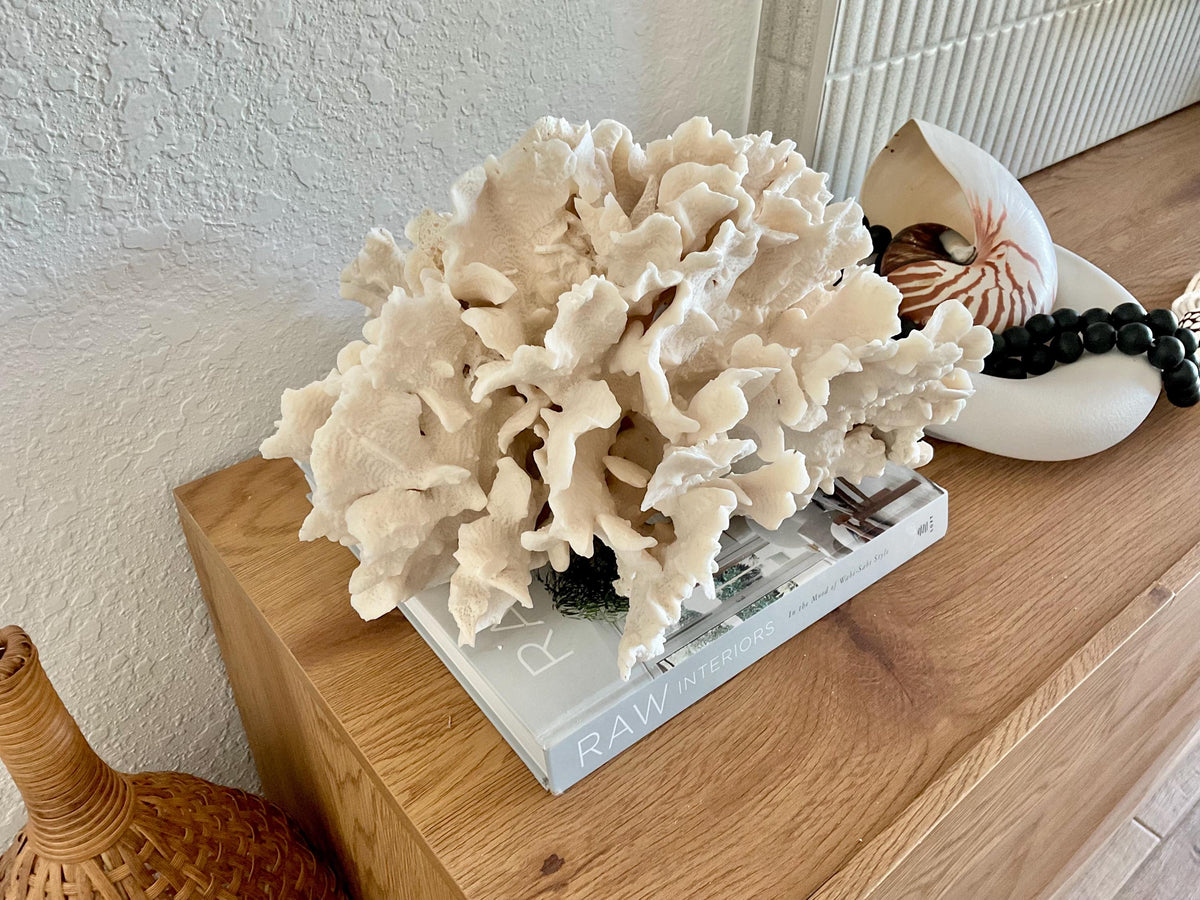 Beige Cactus Coral Fossil 15" x 13" x 8.5" XL Extra LARGE 100% Natural Specimen