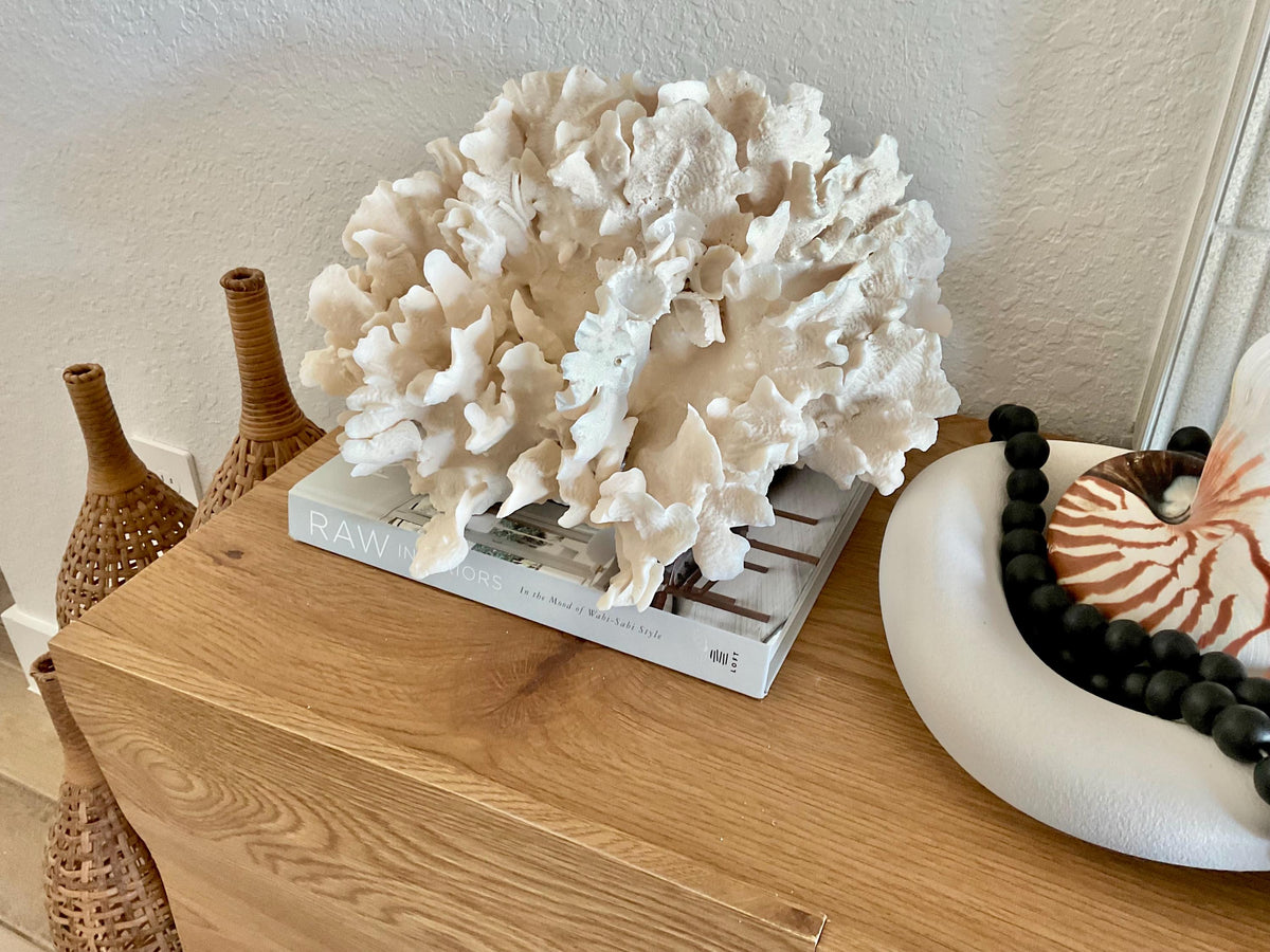 Beige Cactus Coral Fossil 15" x 13" x 8.5" XL Extra LARGE 100% Natural Specimen