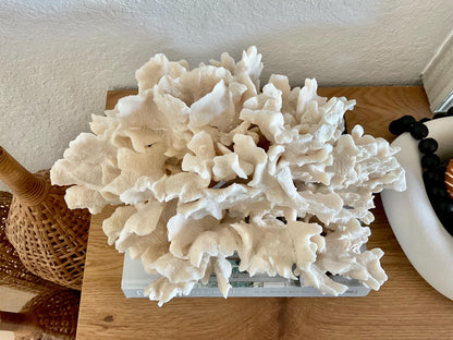 Beige Cactus Coral Fossil 15" x 13" x 8.5" XL Extra LARGE 100% Natural Specimen