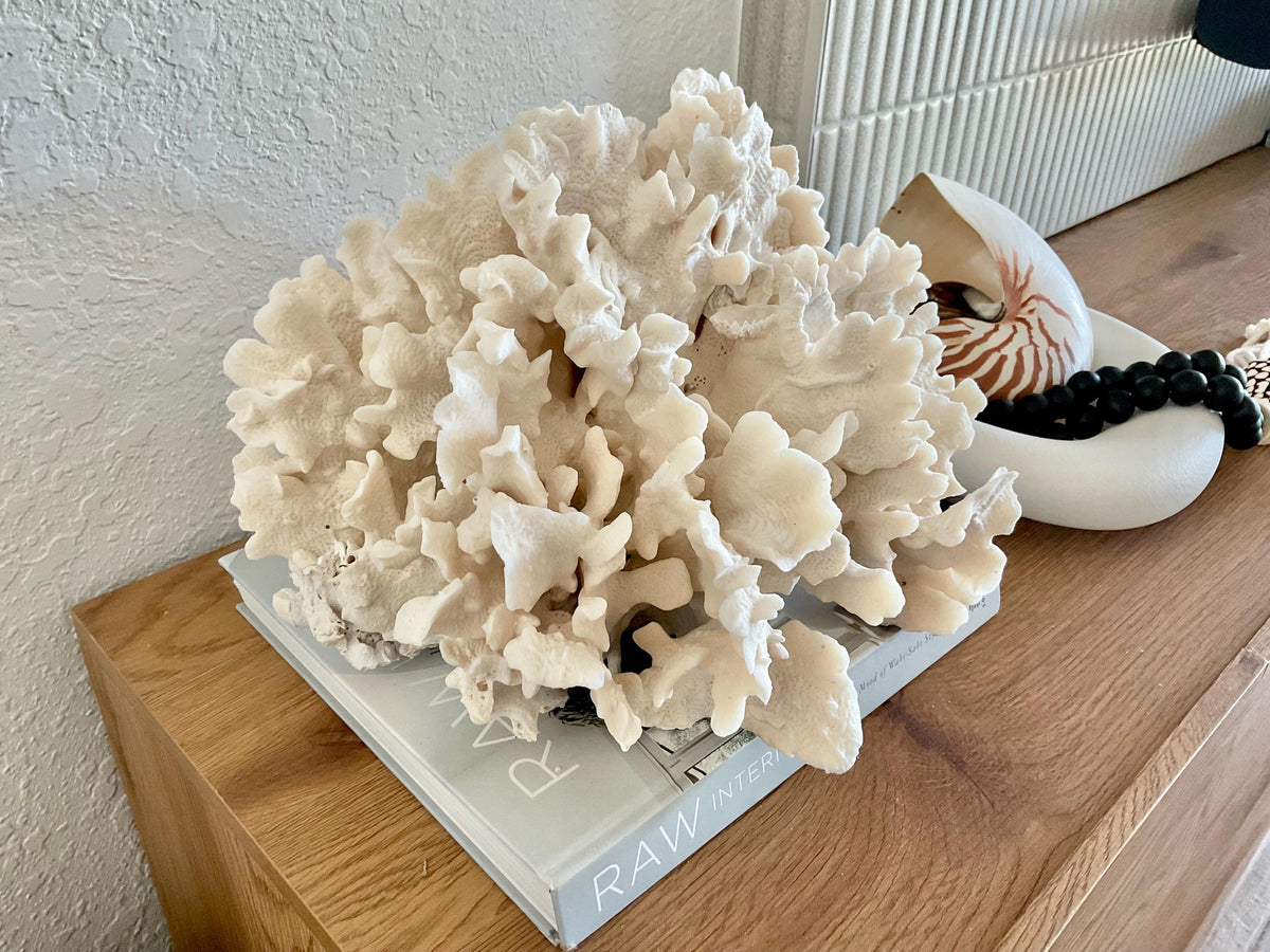 Beige Cactus Coral Fossil 15" x 13" x 8.5" XL Extra LARGE 100% Natural Specimen
