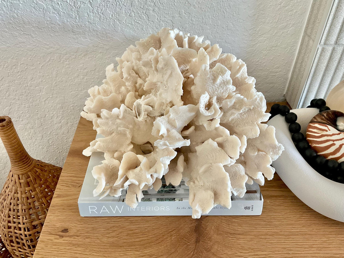 Beige Cactus Coral Fossil 15" x 13" x 8.5" XL Extra LARGE 100% Natural Specimen