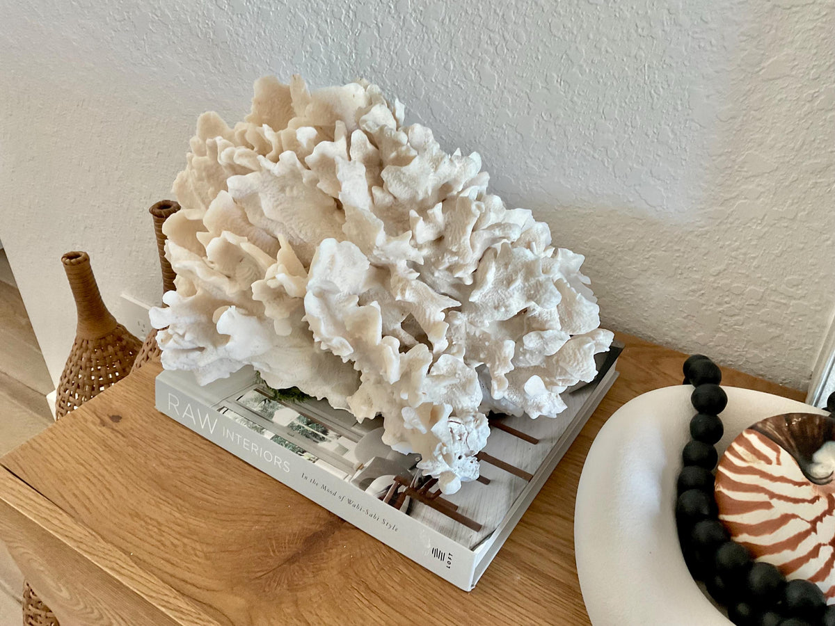 Beige Cactus Coral Fossil 15" x 13" x 8.5" XL Extra LARGE 100% Natural Specimen