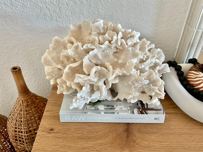 Beige Cactus Coral Fossil 15" x 13" x 8.5" XL Extra LARGE 100% Natural Specimen
