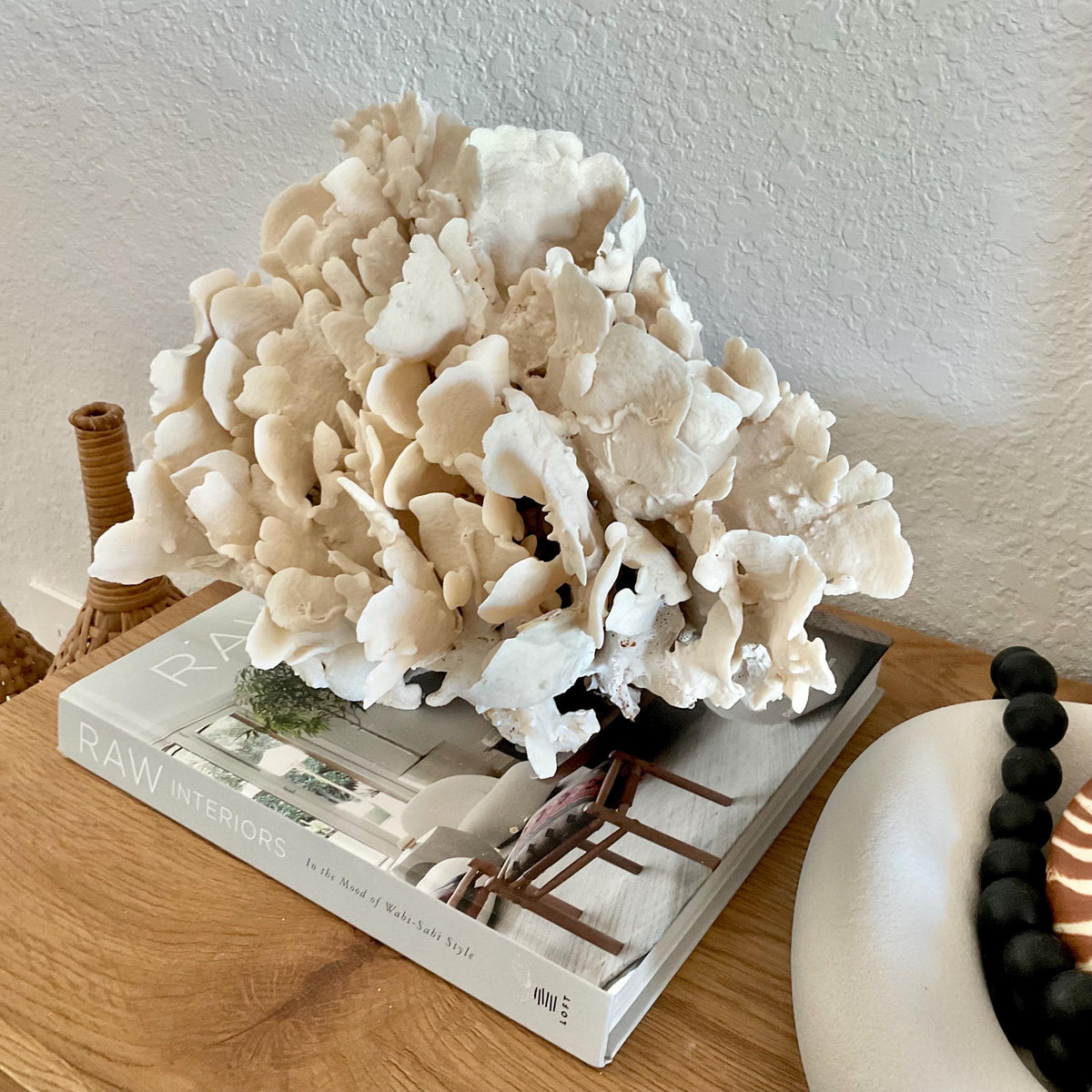 Beige Cactus Coral Fossil 14" x 10" x 8" XL Extra LARGE 100% Natural Specimen
