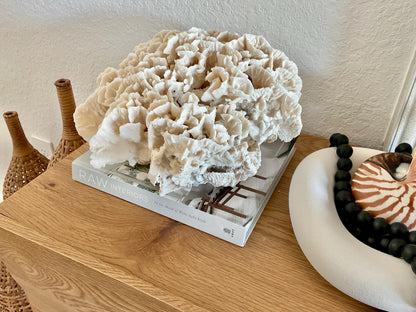 Beige Cactus Coral Fossil 13" x 11.5" x 7" XL Extra LARGE 100% Natural Specimen