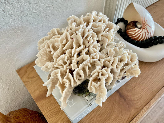 Beige Cactus Coral Fossil 13" x 11.5" x 7" XL Extra LARGE 100% Natural Specimen
