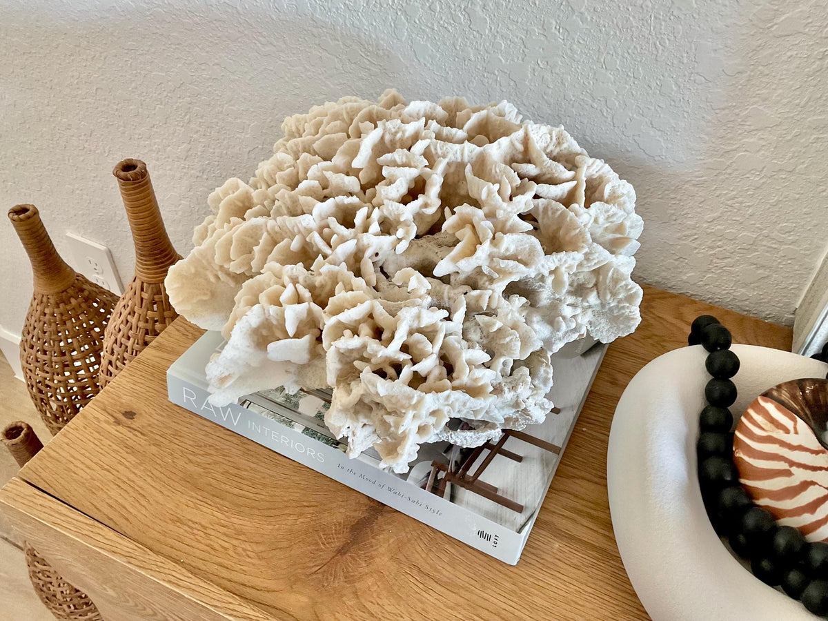 Beige Cactus Coral Fossil 13" x 11.5" x 7" XL Extra LARGE 100% Natural Specimen