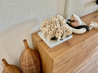 Beige Cactus Coral Fossil 13" x 11.5" x 7" XL Extra LARGE 100% Natural Specimen