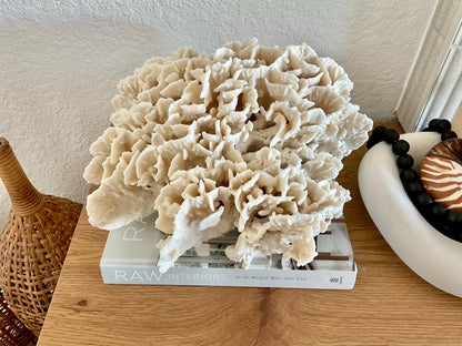 Beige Cactus Coral Fossil 13" x 11.5" x 7" XL Extra LARGE 100% Natural Specimen