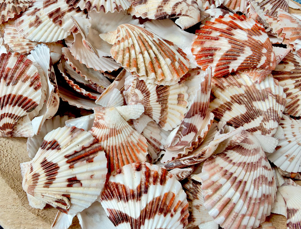Pecten Tranquebaricus Scallop Shells: 1-2" Bulk 1 Kilo 225pc. Colorful Craft Seashells