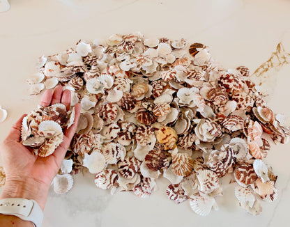 Pecten Tranquebaricus Scallop Shells: 1-2" Bulk 1 Kilo 225pc. Colorful Craft Seashells