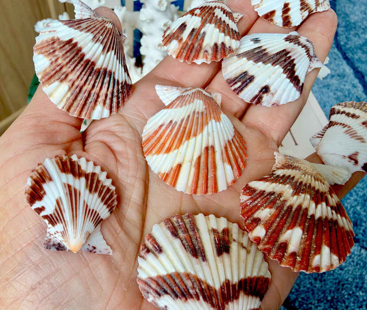 Pecten Tranquebaricus Scallop Shells: 1-2" Bulk 1 Kilo 225pc. Colorful Craft Seashells