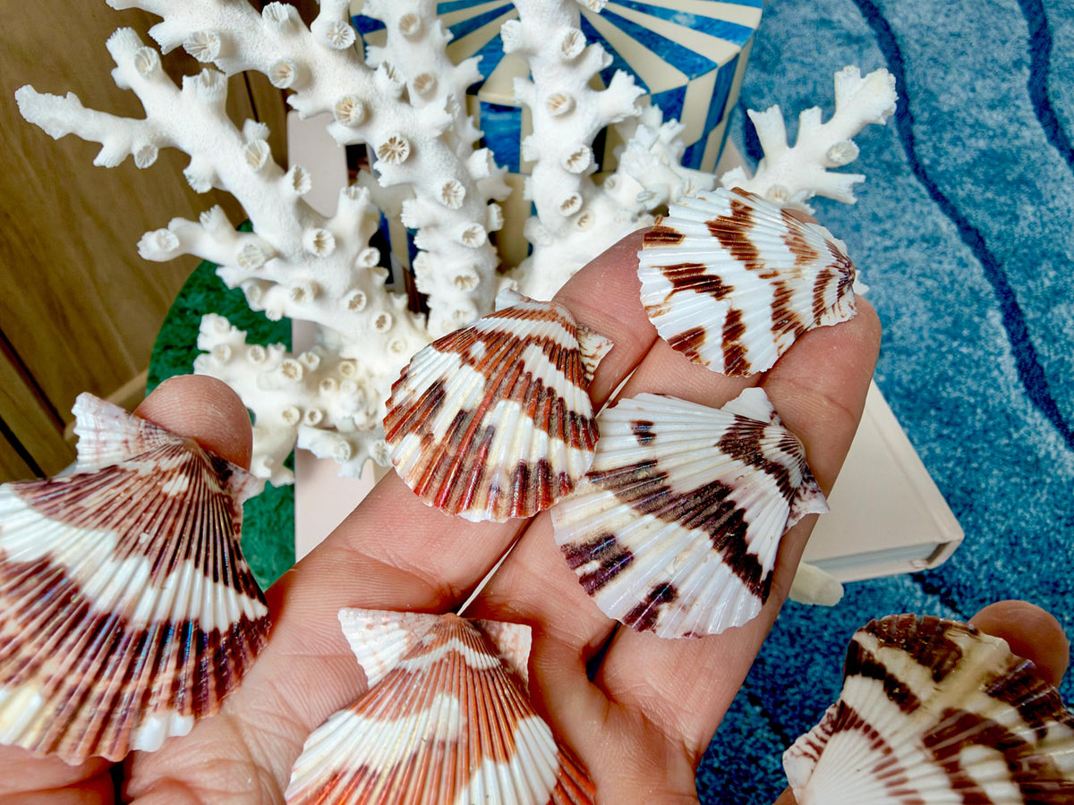 Pecten Tranquebaricus Scallop Shells: 1-2" Bulk 1 Kilo 225pc. Colorful Craft Seashells