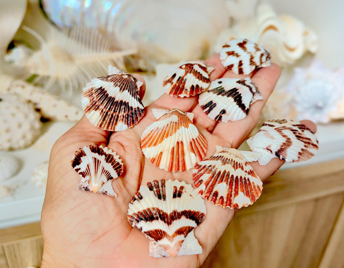 Pecten Tranquebaricus Scallop Shells: 1-2" Bulk 1 Kilo 225pc. Colorful Craft Seashells