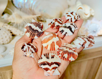 Pecten Tranquebaricus Scallop Shells: 1-2" Bulk 1 Kilo 225pc. Colorful Craft Seashells