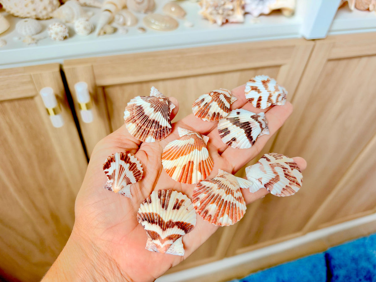 Pecten Tranquebaricus Scallop Shells: 1-2" Bulk 1 Kilo 225pc. Colorful Craft Seashells